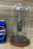 Large Fossilized Spinosaurus Tooth