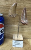 Fossilized Carcharodontosaurus Teeth With Stand