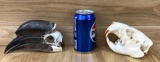 Hornbill and Beaver Skull Taxidermy Bone Oddity