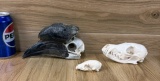 Hornbill, Fox, Skull Taxidermy Bone Oddity