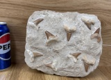 Fossilized Moroccan Sharks Teeth in Matrix #1 - Otodus Obliquus, Palaeocarcharodon Orientalis
