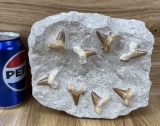 Fossilized Moroccan Sharks Teeth in Matrix #2 - Otodus Obliquus, Palaeocarcharodon Orientalis