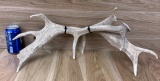 Fallow Deer Antler  Sheds Taxidermy Bone