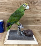 Taxidermy Parrot/Bird - Pedro Haunted