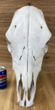 Cow Skull Taxidermy Bone #1