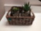 Basket & Succulents