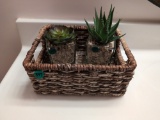 Basket & Succulents