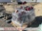 (Sparks, NV) 1 Pallet - 45 15