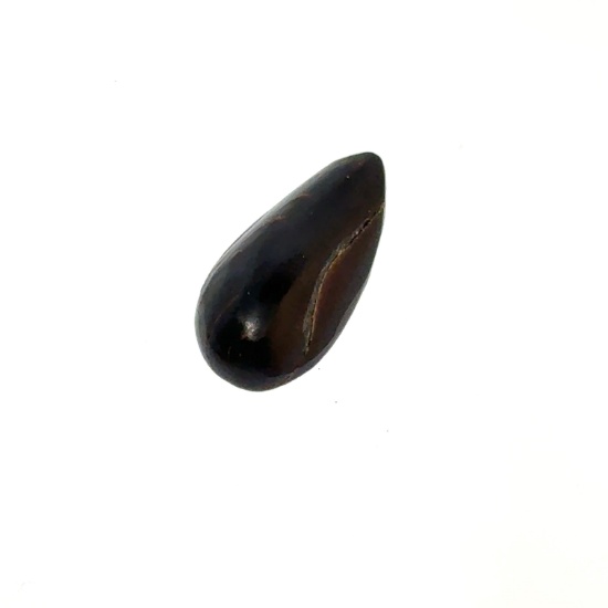 Polished Petrified Wood 18.7x9.1mm
