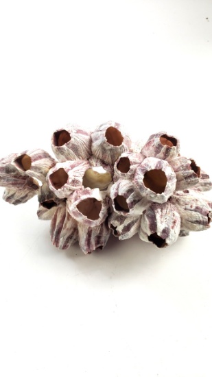 Decorative Barnacle Cluster Coral Light Red and White