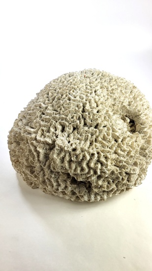 Large Vintage Brain Coral Specimen