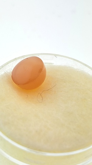 Pink Moonstone Cabochon Loose Gemstone - 8 - 2.7ct