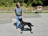 LIFE-SIZE COYOTE TARGET WITH AR-500 VITAL ZONE AND FLAPPER