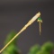 Exquisite Sterling Silver-Gold Plated Inlaid White Jade Hairpin