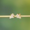 Exquisite Sterling Silver-Gold Plated Inlaid White Jade Earrings