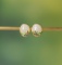 Exquisite Sterling Silver-Gold Plated Inlaid White Jade Earrings
