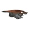 1960s Redwood Live Edge Coffee Table; Manner of Nakashima
