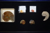 FOSSIL COLLECTION!