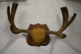 MOOSE RACK!