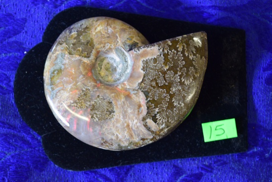 FOSSILIZED AMMONITE!