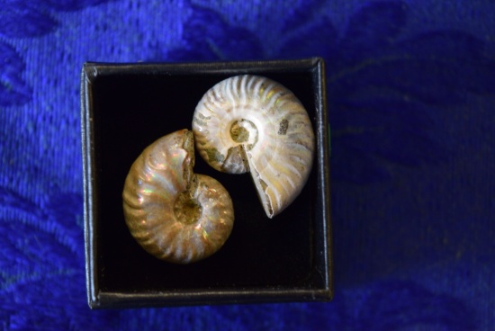 2 SMALL AMMONITES!