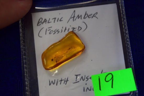 FOSSILIZED BALTIC AMBER!