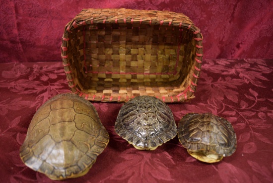 EXCEPTIONAL TURTLE SHELLS WITH NATIVE BASKET!