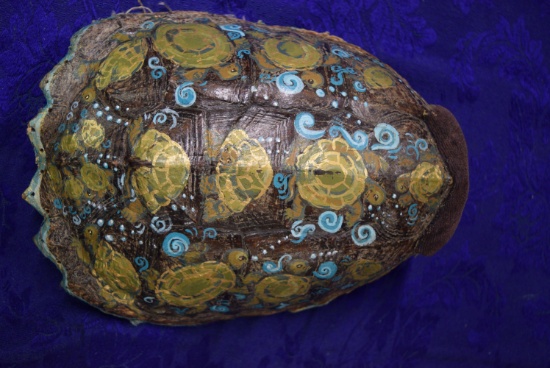 HAND PAINTED TURTLE SHELL!