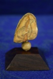 SCRIMSHAW SEAL ON FOSSILIZED TOOTH!
