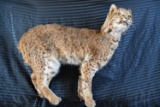 TAXIDERMY BOBCAT!