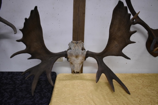 MOOSE ANTLERS!!!