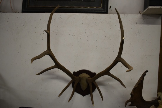 MASSIVE ELK RACK!!!