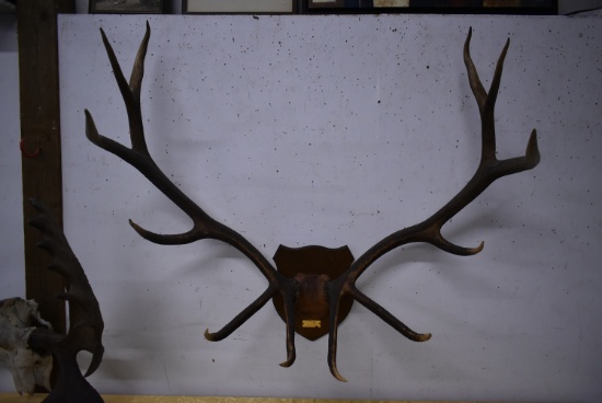 MASSIVER ELK RACK!!