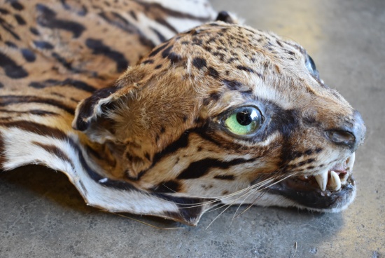 SOUTH AMERICAN OCELOT!!!
