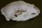 VINTAGE BEAR SKULL!!