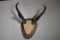 PRONG HORN!!!
