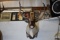CARIBOU MOUNT!!