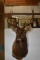 ELK MOUNT!!