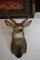 MULE DEER MOUNT!!
