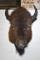 BUFFALO MOUNT!!