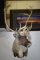 CARIBOU MOUNT!!!