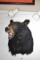 BLACK BEAR MOUNT!!
