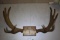 MOOSE RACK!!