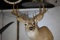 DEER MOUNT!!
