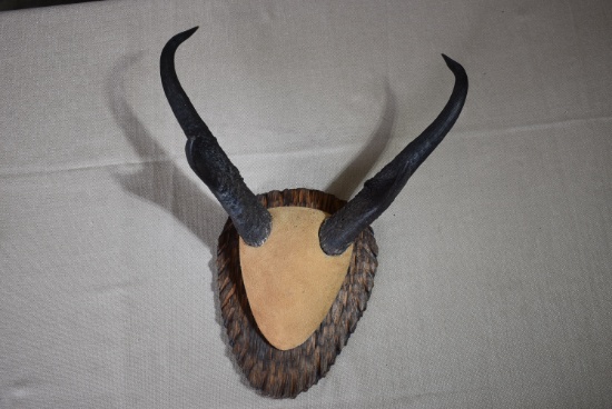 PRONG HORN!!!