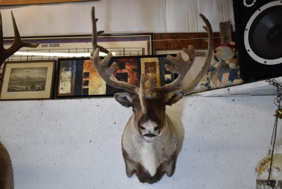 CARIBOU MOUNT!!