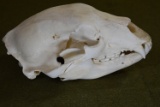 VINTAGE BEAR SKULL!!