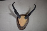 PRONG HORN!!!