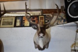 CARIBOU MOUNT!!