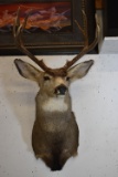 MULE DEER MOUNT!!